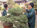 Suzhou - il giardino dei bonsai