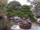 Suzhou - il giardino dei bonsai